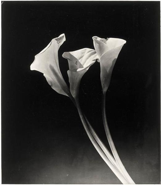 Philippezeblack's tweet photo. Flowers

📷 Dora Maar https://t.co/FwYbEc67pa