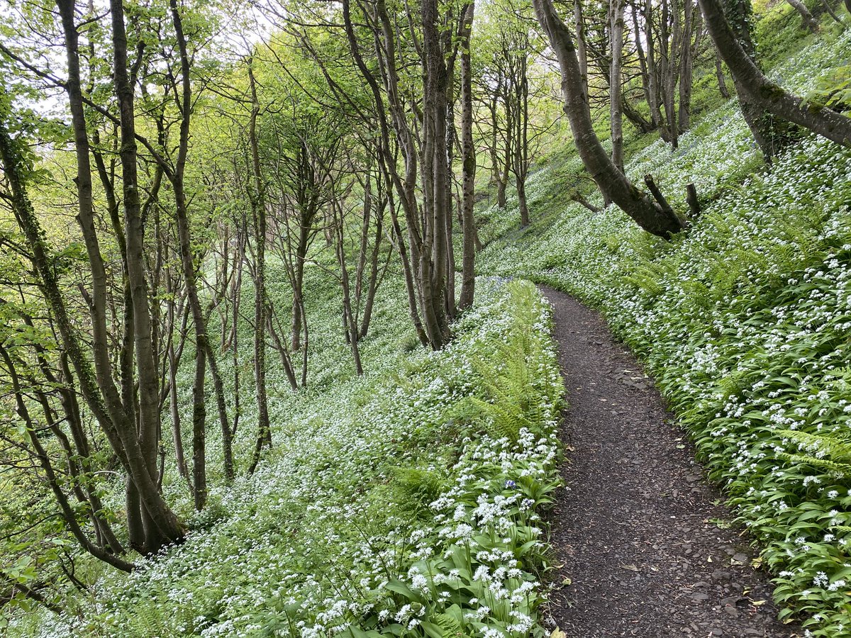EllieKa66133452's tweet photo. Glorious garlic and bluebells #BlackGlen #May #nature #aroma #Downhill https://t.co/yQmbV4QrKJ