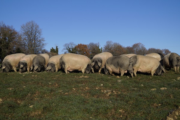 DRIVE FERMIER HAUTE-VIENNE: Success story du Samedi (soir) :  Un visage sur vos produits préférés... Claire Dufour se présente !  🐷🦆 - mailchi.mp/limousin/chez_…