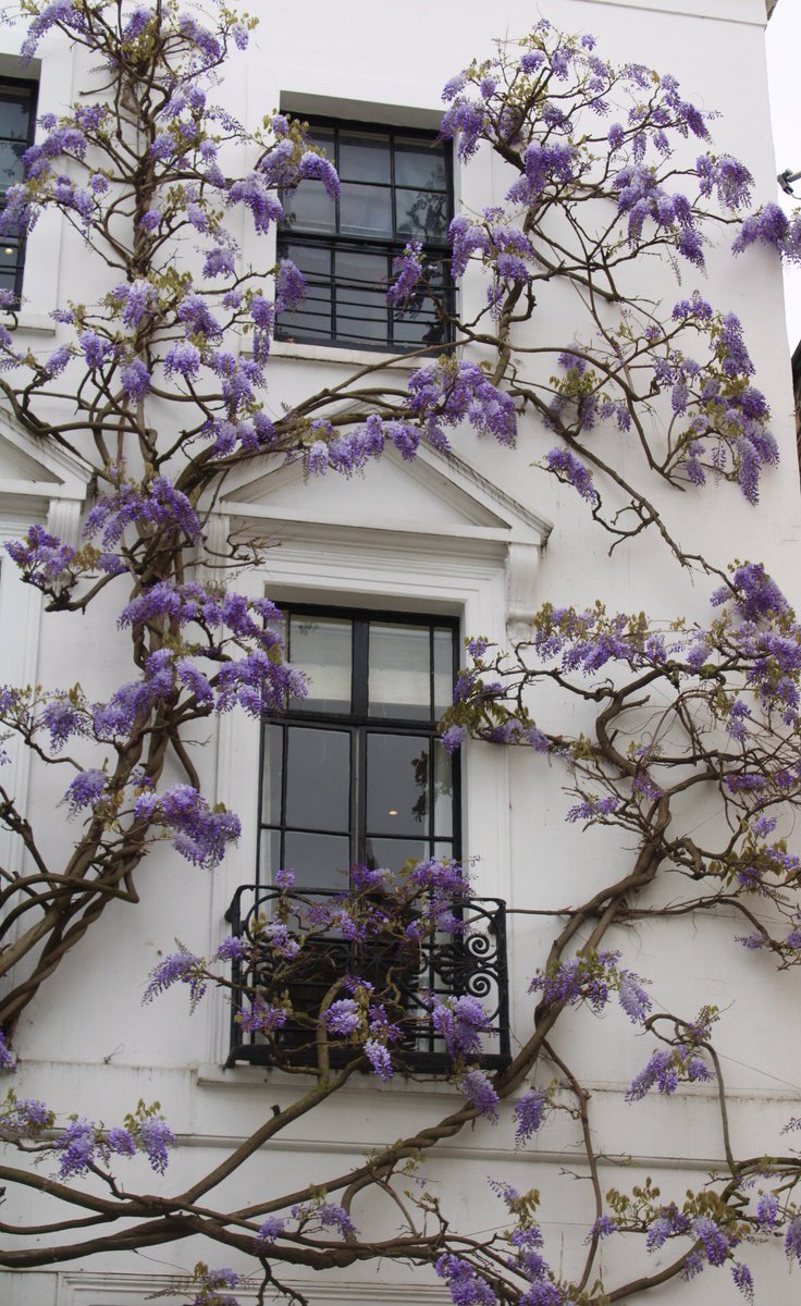 adventuresgemma's tweet photo. Cherry Blossom season may be out, but enter #wisteriahysteria https://t.co/1HbFsYw9DL