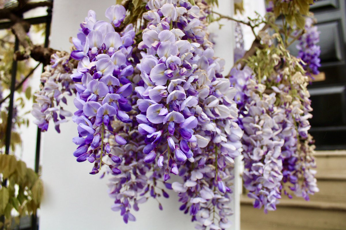adventuresgemma's tweet photo. Cherry Blossom season may be out, but enter #wisteriahysteria https://t.co/1HbFsYw9DL