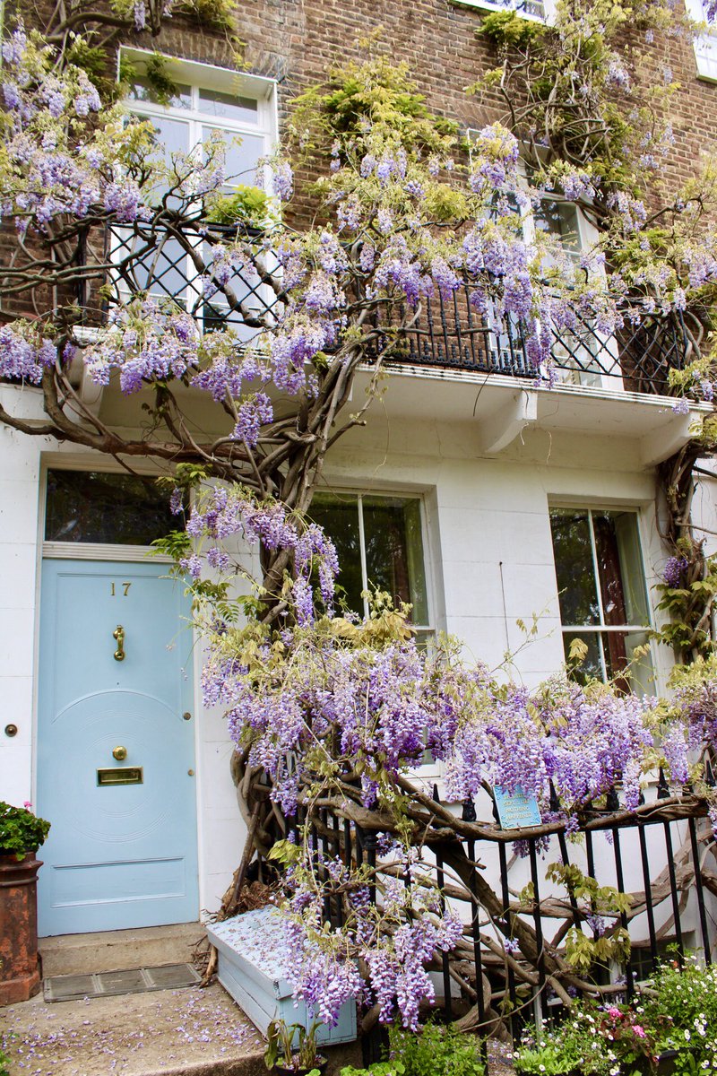 adventuresgemma's tweet photo. Cherry Blossom season may be out, but enter #wisteriahysteria https://t.co/1HbFsYw9DL