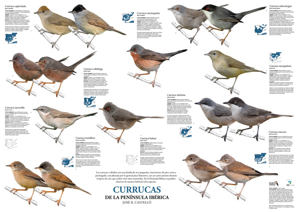 doctor_castello's tweet photo. Más posters de fauna española: Currucas (sílvidos) de la Península Ibérica (y Baleares), aves pequeñas y esquivas, difíciles de observar. Muchas gracias a todos los fotografos que han participado en su realización. https://t.co/d4K6meQaj3