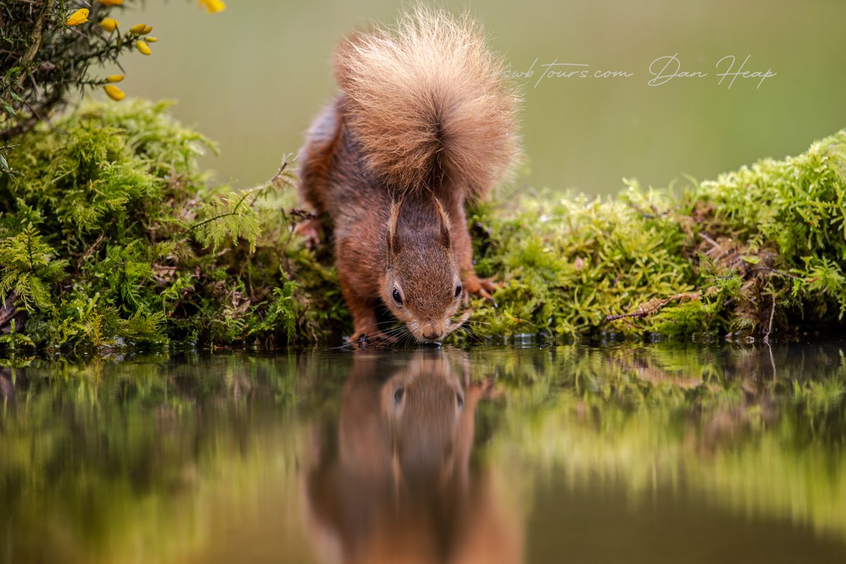 A brilliant day photographing red squirrels today.... here's a very quick edit of one of the first ones I wanted to have a look at. 

<a href="/RSWBtours/">RSWBtours</a>