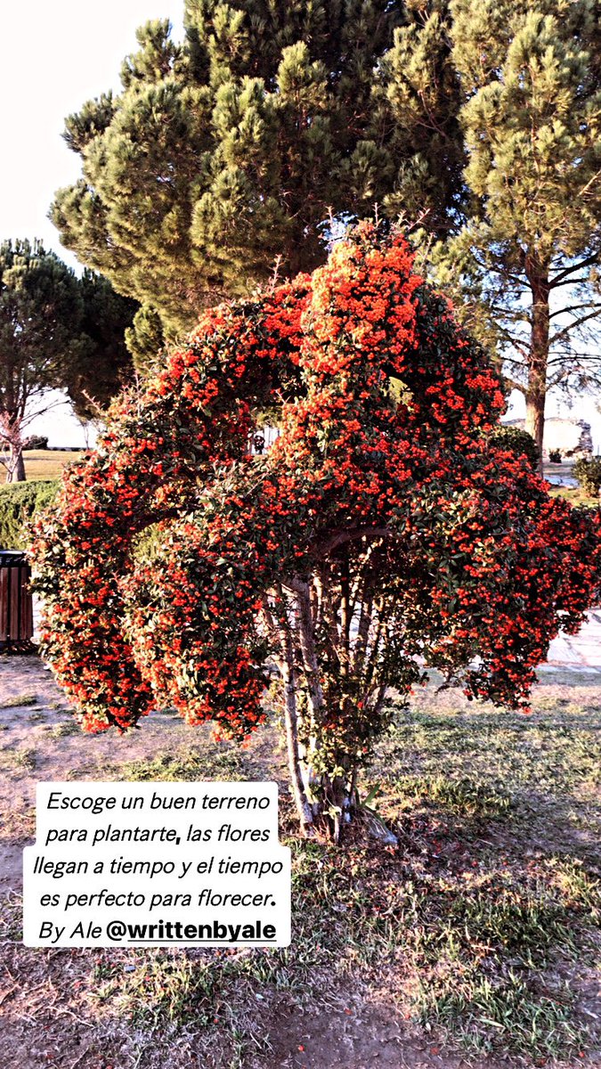 AlexaCazes's tweet image. 😍🌳