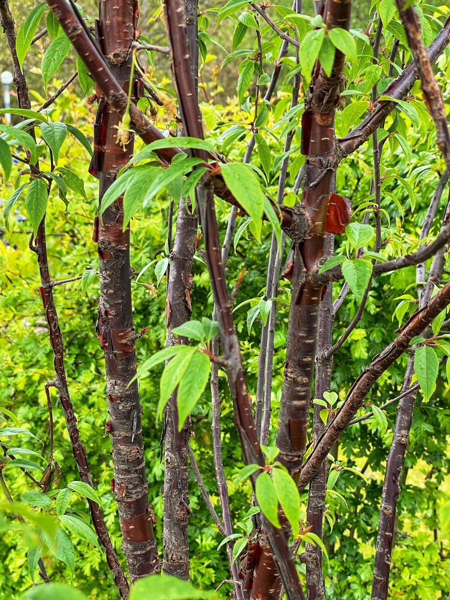 Prunus serrula doing what it does best. Peeling. Peeling. Popping. Track stopping! 😍🌲🥷This features in my latest garden makeover for a brilliantly adventurous couple in Manchester. I’ll be revealing behind the design shortly. What’s your favourite eye popping tree? 🤔