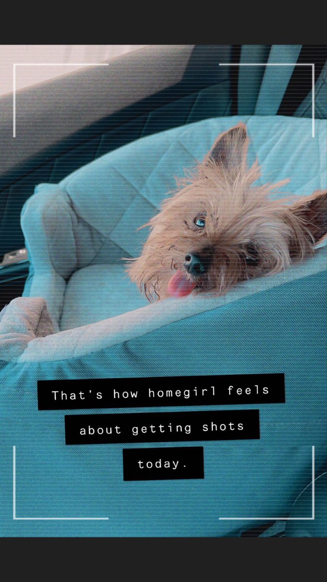 MatthewBooe's tweet image. Roxi’s getting her yearly shots today. #nothappyaboutit