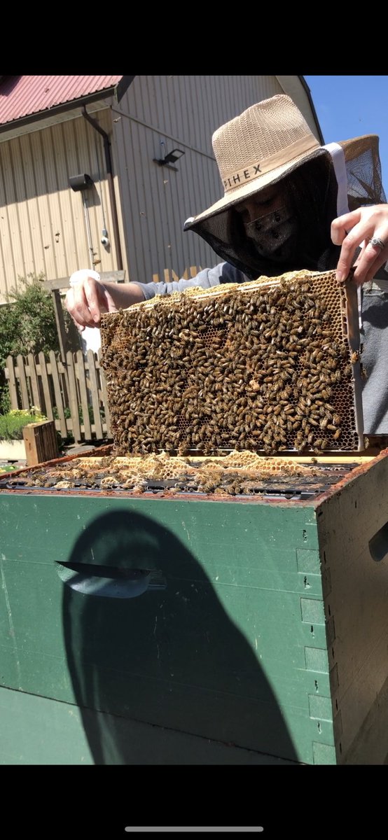 BladingforBees (@bladingforbees) on Twitter photo Shoutout to the <a href="/HoneybeeCentre/">Honeybee Centre</a> for showing us some bees up close and personal! It was the coolest 😎🐝 Shoutout to the <a href="/HoneybeeCentre/">Honeybee Centre</a> for showing us some bees up close and personal! It was the coolest 😎🐝