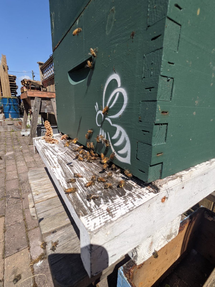 BladingforBees tweet media