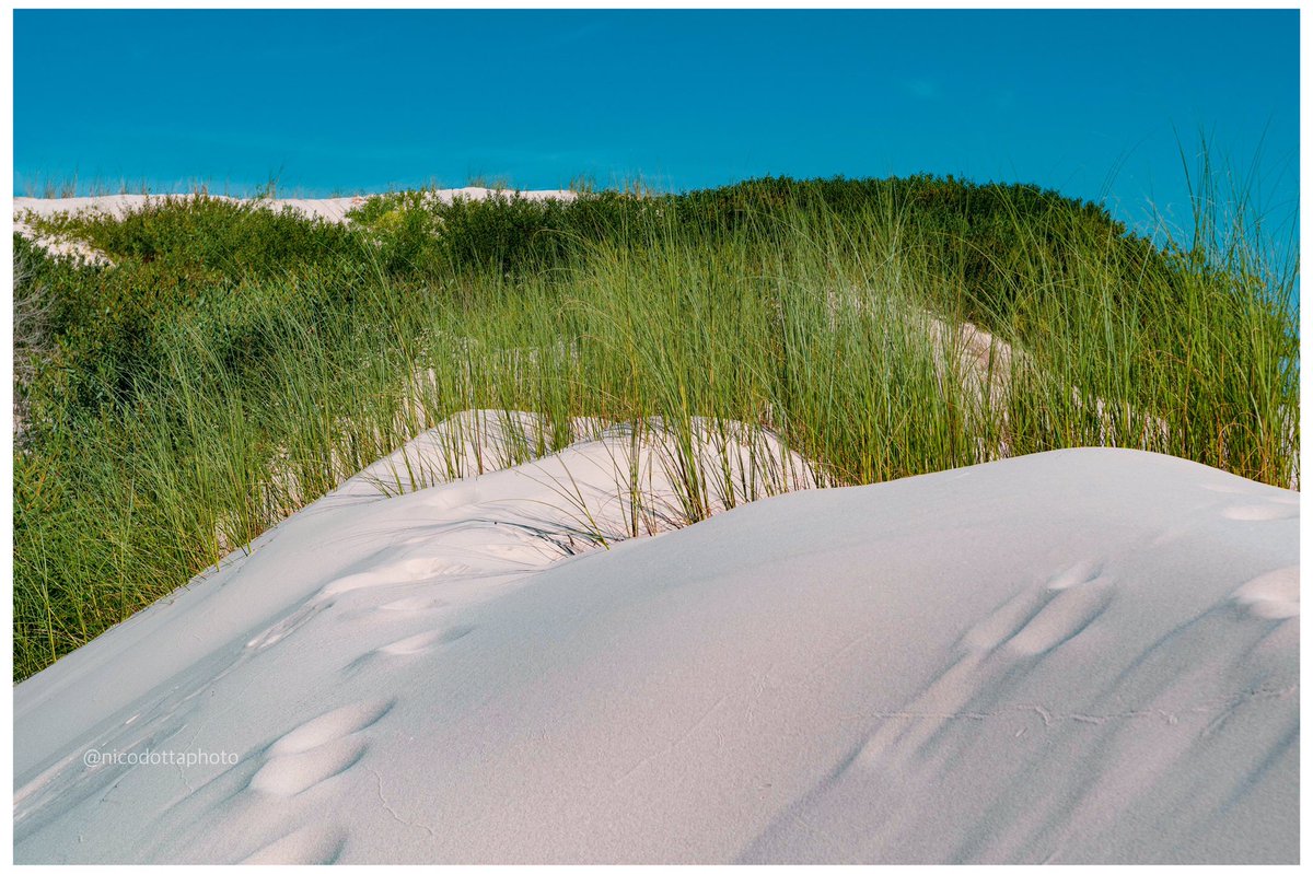 nicodottaphoto's tweet photo. Listen! The Wind..
#wind #windphotography #photography #fotografia #beachphotography #sand #calm #relax #dunes #blueskies #uruguay #nikonphotography #nikon #nikonuruguay #nikonuk #nikonusa #nikonglobal https://t.co/I1UKHD7A9j