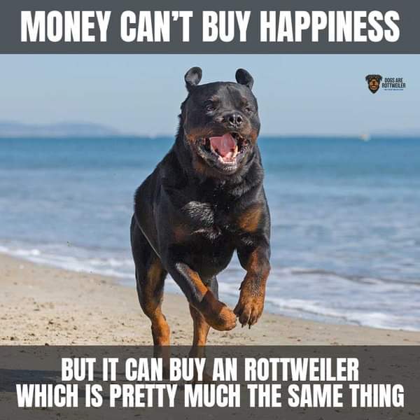 Cutierottie's tweet photo. #RottweilersareBest #RottweilersAreFurBabies #BigTeddyBears #ILoveRottweilers #puppylove https://t.co/XcaJhekVf8