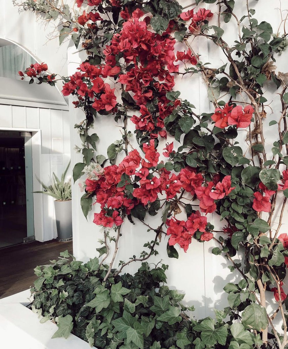 SkybarLA's tweet image. Take a moment to stop and smell the flowers. 🌺  #SkybarLA