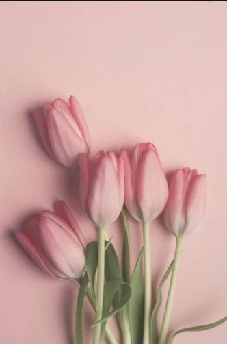 universe053's tweet photo. #favepics #flowers #tulips #aesthetic #picturecollage https://t.co/6sUwTaQQpj