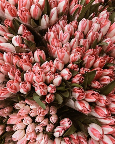 universe053's tweet photo. #favepics #flowers #tulips #aesthetic #picturecollage https://t.co/6sUwTaQQpj