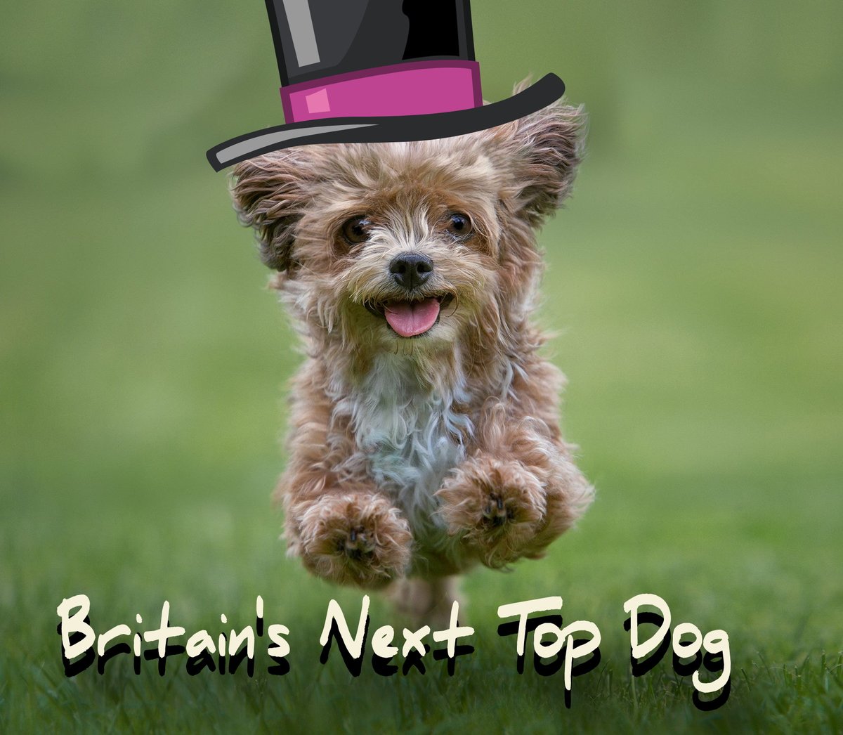 theJeremyVine's tweet photo. The search is now on to find Britain's Next Top Dog and I am very excited to be on the judging panel! Visit @britainsnexttopdog for more details on how to enter the competition and support Cancer Research UK! #BNTD @CR_UK https://t.co/gFMYsJ485q