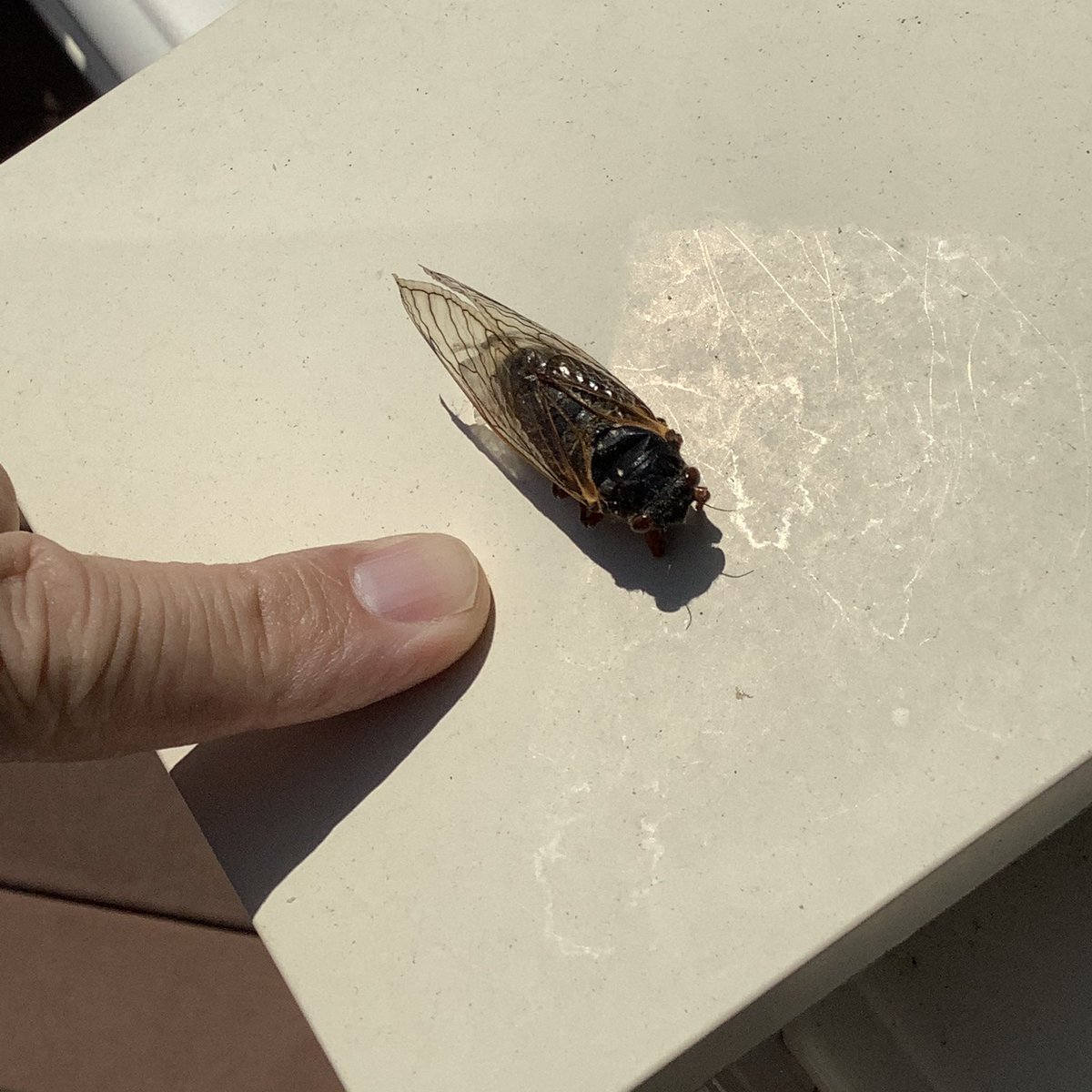 CurtisSChin's tweet photo. #MyFirstCicada of 2021. #BroodX, here we come!
Fairfax Country, #Virginia.
#cicada #cicadas #CicadaWatch2021 #cicadapocalypse #cicadasafari
#Ishowyoumineyoushowmeyours
@josebcollazo @W7VOA @karmanomad @7NewsAlex @myhlee @capitalweather @sparker_geo https://t.co/UefSWj5ZhY https://t.co/B1Wpg6clAH
