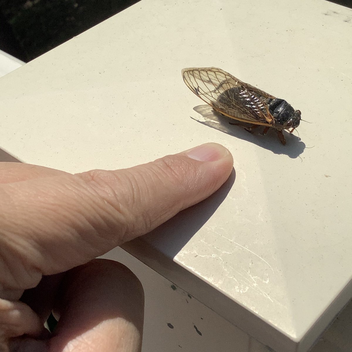CurtisSChin's tweet photo. *Fairfax County. #wheresmyeditbutton
#cicada #myfirstcicada of 2021. #Virginia. #BroodX. https://t.co/8Ma9s2HPYr