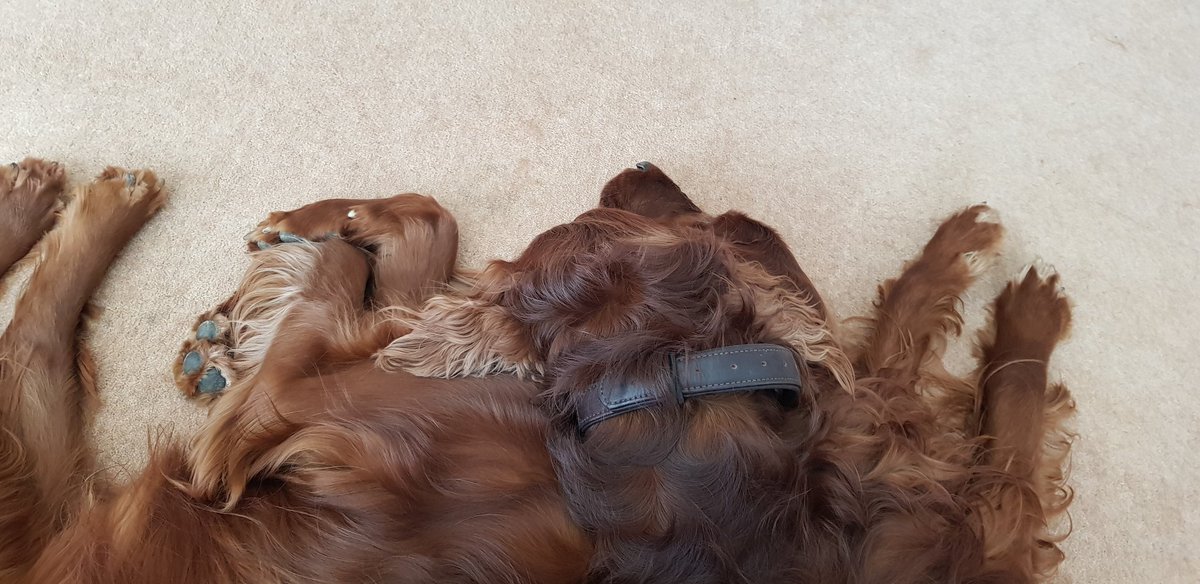 comfy_cards's tweet photo. Double headed Irish Setters .😉😄🐾🐾 #irishsetters #BarneyTheIrishSetter #BarneyBops #Rorytheirishsetter #balconydug #dogs https://t.co/DO1BlfamSv