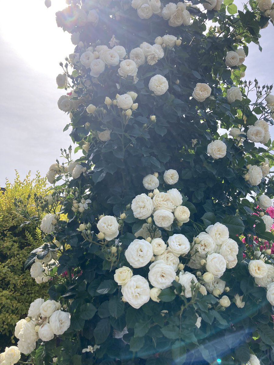 Mayu バラとお花 最近のバラ写真の中で1番のお気に入り 写真の上下の光の入り具合にうっとりしてしまう 自己満足 京成バラ 園のアルテミスです 京成バラ園 アルテミス バラ好きさんと繋がりたい Mayu バラとお花 最近のバラ写真の中で1番のお気に入り 写真の上下の光の入り具合にうっとりしてしまう 自己満足 京成バラ 園のアルテミスです 京成バラ園 アルテミス バラ好きさんと繋がりたい