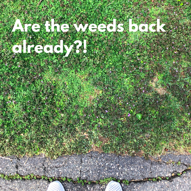 LawnServDotCom's tweet photo. Already starting to see those pesky weeds popping up on your lawn? We've got you covered - head to our blog below, where we've got some tricks to finally getting rid of those weeds!

https://t.co/ue6s4yguo8

#lawnbox #weeds #greengrassonly #perfectlawn #lawncare https://t.co/pnY2Enwvy4