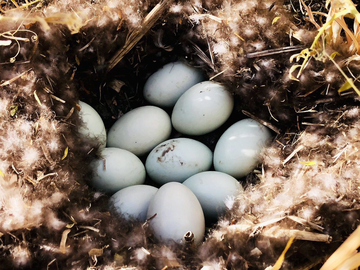 RiceNews's tweet image. The future generation- Mallard eggs on a farm in Yolo County #sacvalley #carice @DucksWest