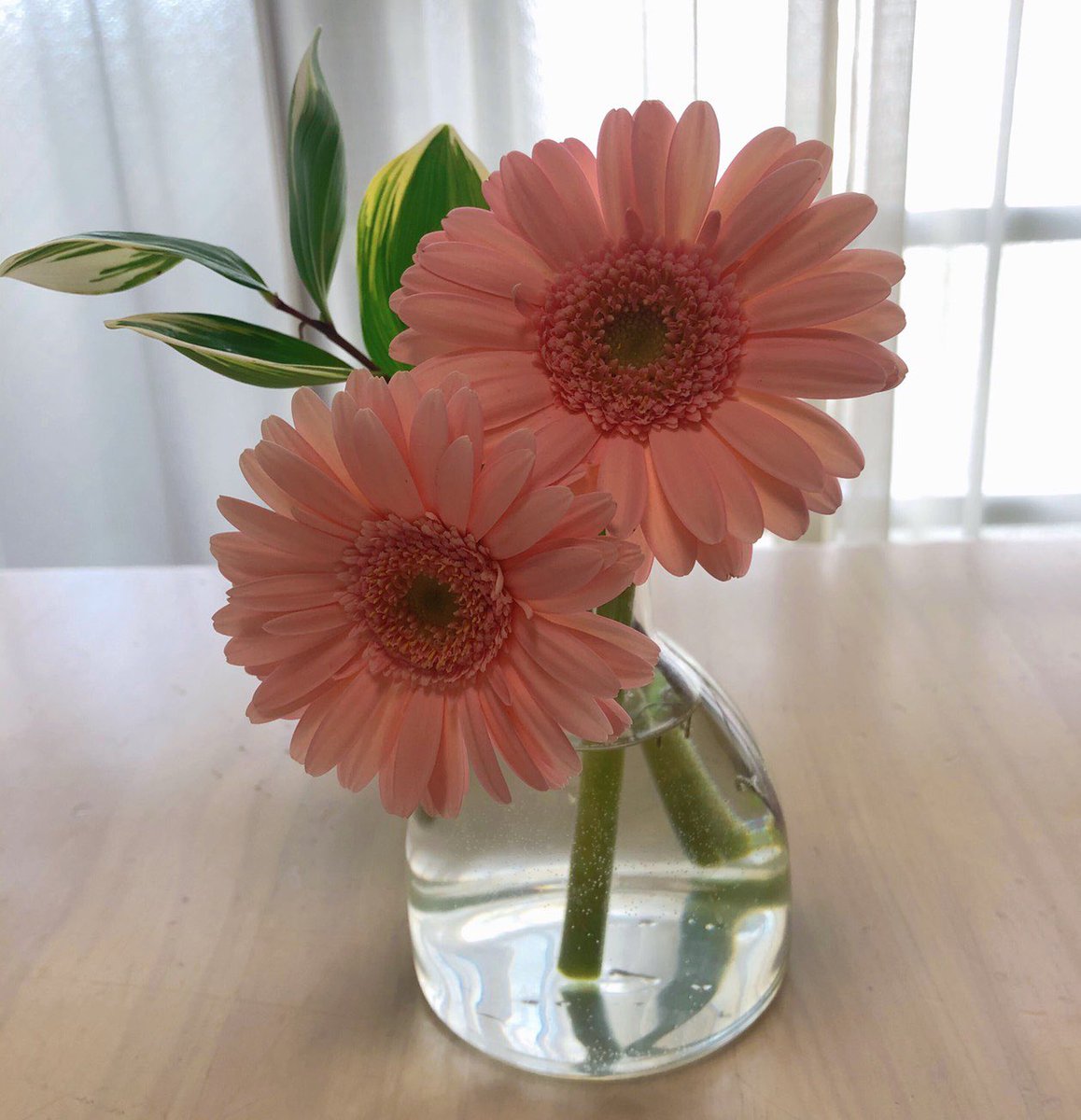 sekine1991317's tweet photo. 🌸ピンクガーベラ
#pinkgerbera #gerbera 🌸
#flower #flowers
#bloomee #花 #はな #hana https://t.co/fsu6uKdqIb
