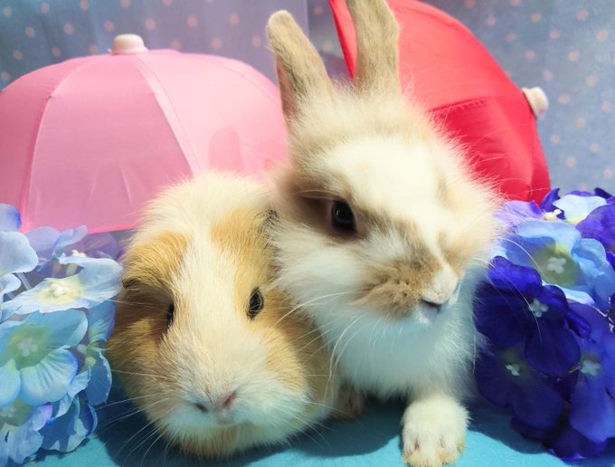 牧歌の里のtwitterイラスト検索結果