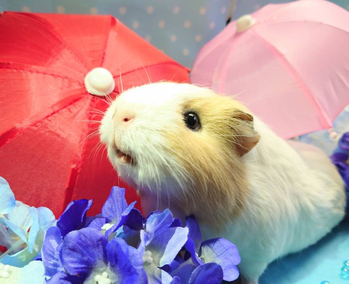 牧歌の里のtwitterイラスト検索結果