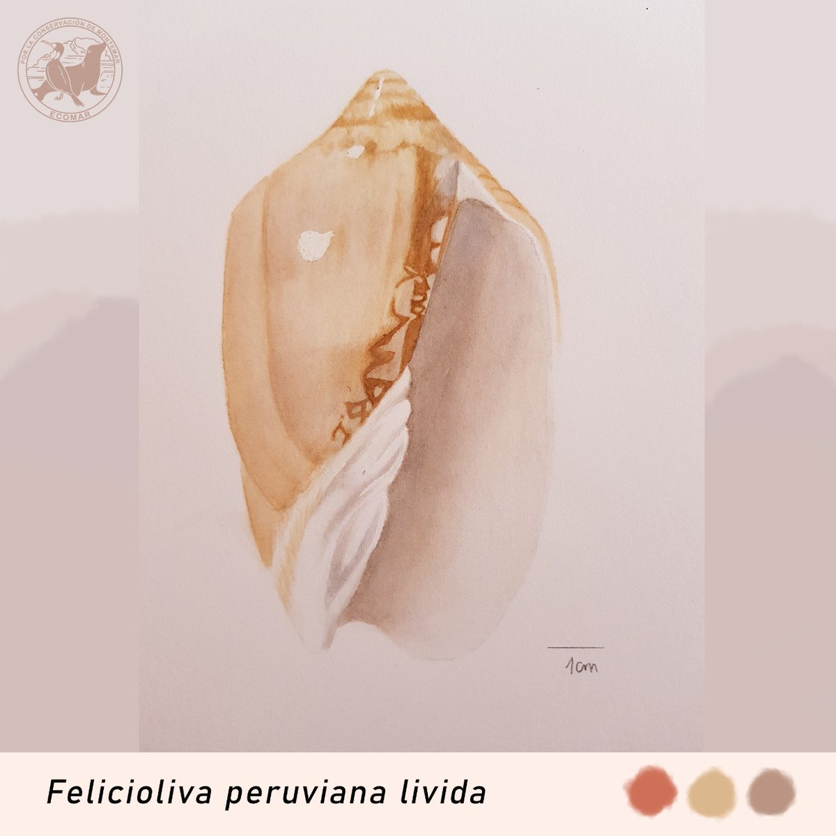 OrgEcomar's tweet image. 🎨MONTEMAR ILUSTRADO🎨 

🎨 Comenzamos con un ejemplar de Oliva peruviana livida en acuarela.

❗ Este es un caracol marino (Gasterópodo) destaca por tener una concha muy bonita, con un brillo y forma bastante peculiar.
