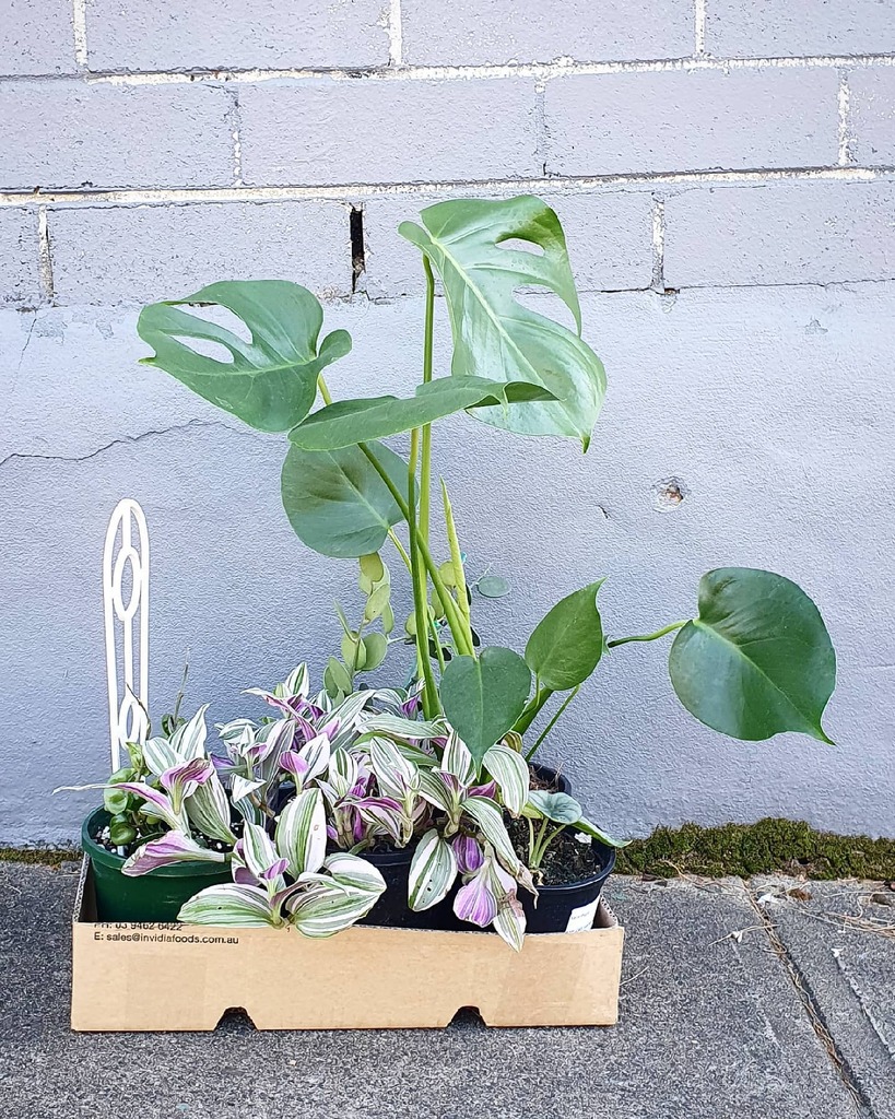 A good dose of plant happiness from @the.succulent.corner 💚 instagr.am/p/CO6bu7ajxao/