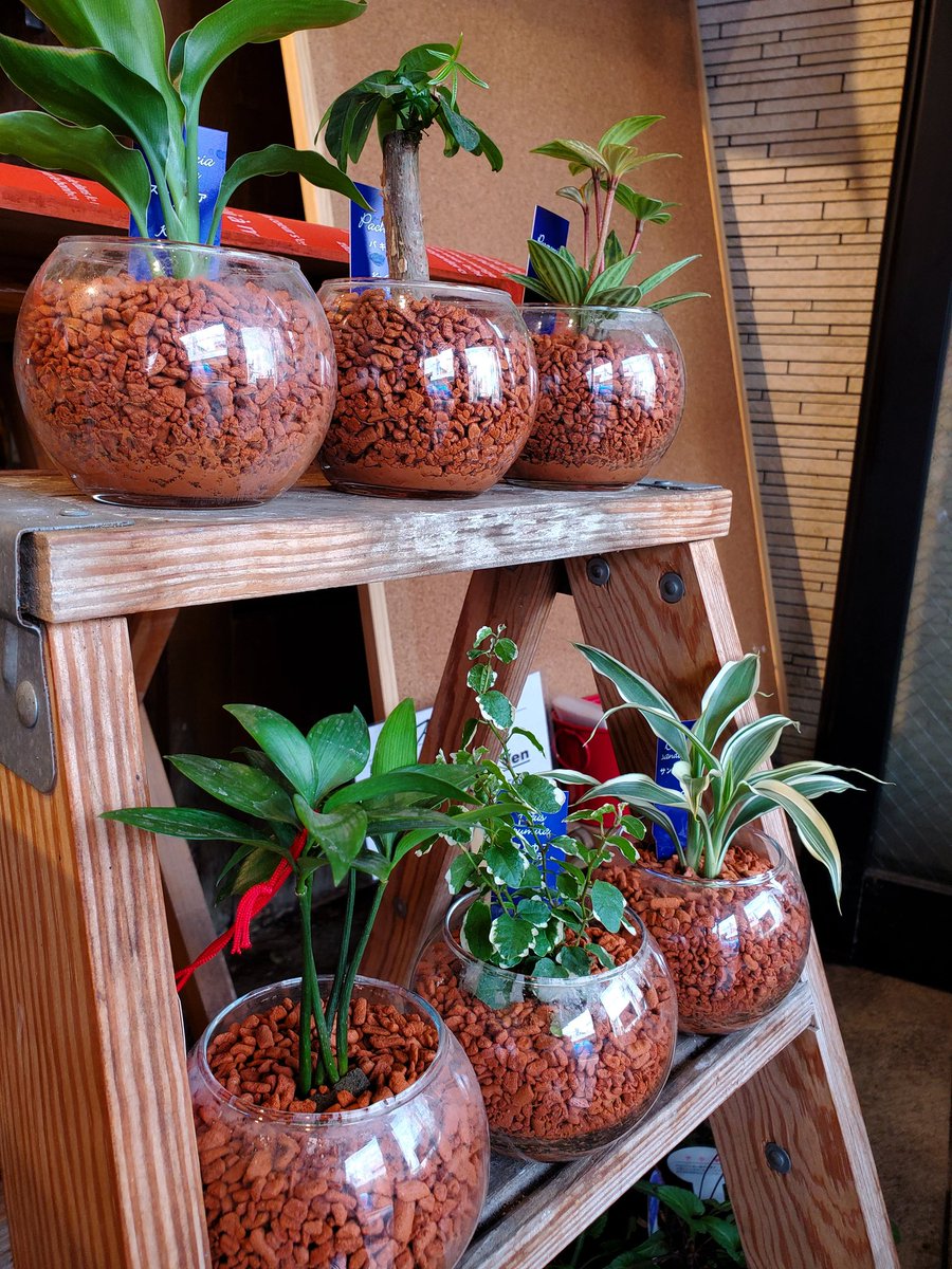 花里 観葉植物 ミニ観葉植物 ハイドロカルチャー インテリアグリーン 花を飾ろう 花を愛でよう 花のある暮らし 花里 逗子銀座通り 逗子花屋 Loveflowers 5月16日 日 本日は定休日のため休業いたします 花里 観葉植物 ミニ観葉植物 ハイドロカルチャー インテリアグリーン 花を飾ろう 花を愛でよう 花のある暮らし 花里 逗子銀座通り 逗子花屋 Loveflowers 5月16日 日 本日は定休日のため休業いたします