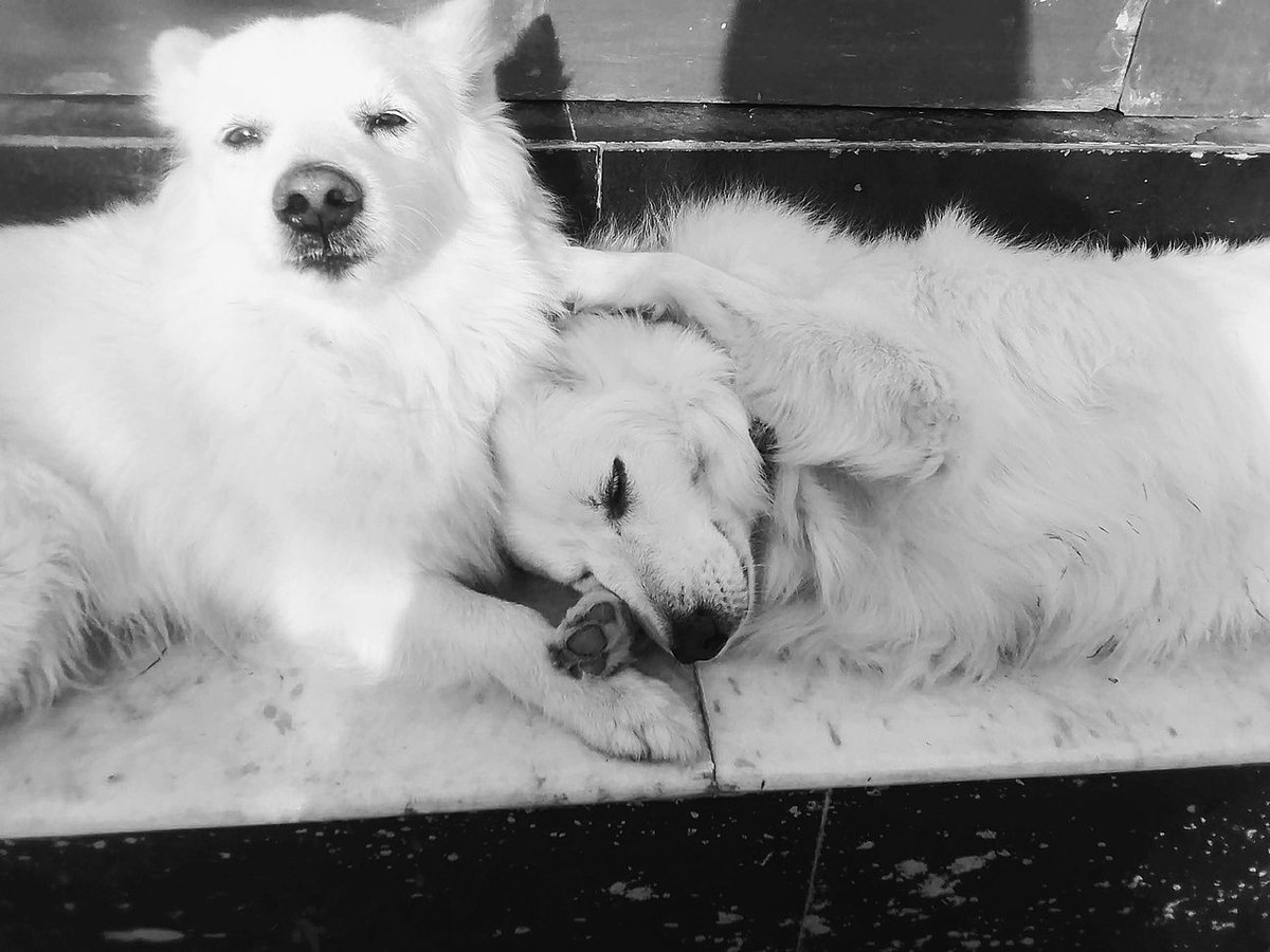 qikipedia's tweet photo. Cuddling a dog can relieve stress for up to six weeks afterwards.

(Image: Aman dsc; CC BY-SA.) https://t.co/TPrgwosvH9