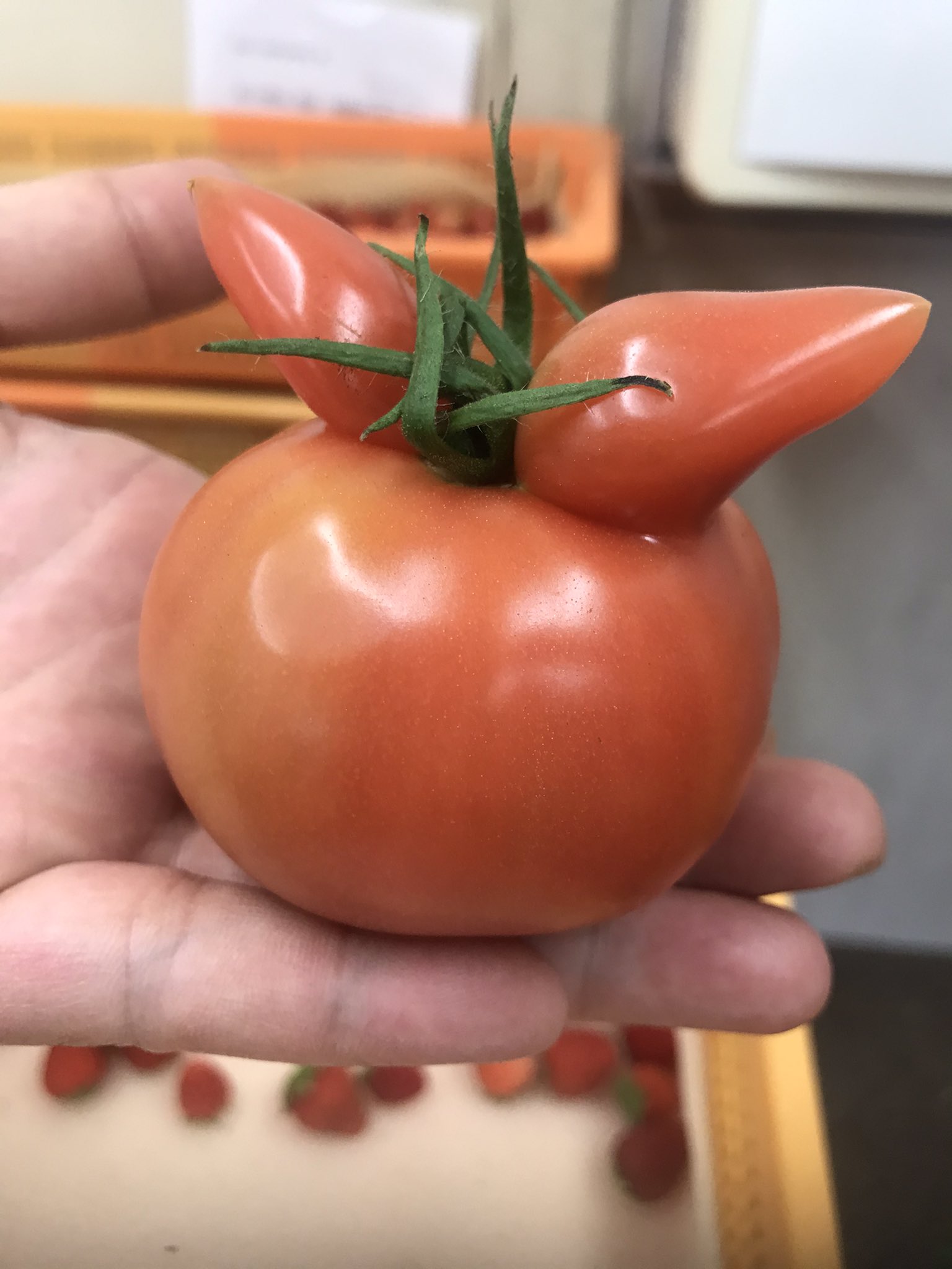 朗報 すっごく ポケモン感 あふれるトマトが収穫されるｗｗｗ えのげ
