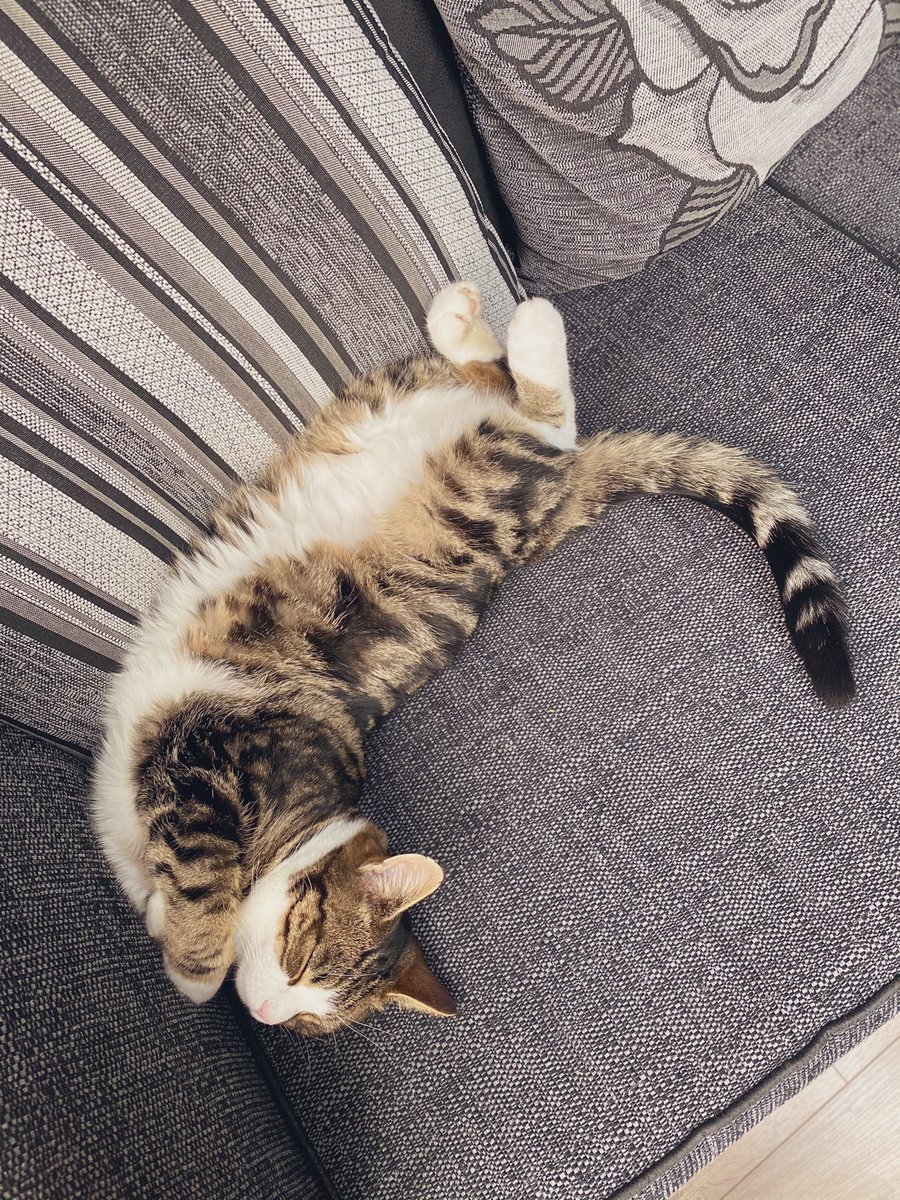 DebHiton's tweet photo. @Battersea_ Yoga cat! https://t.co/QxgOu0os6C