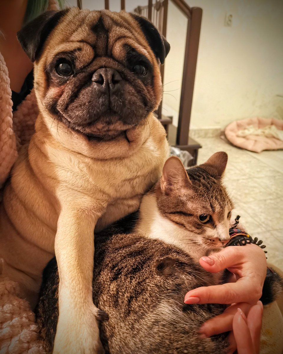 Maurice_the_Pug's tweet photo. Today is a very important day! It's Mitzi's birthday! 🎁🎂🍰 She is three years old 🍾😁
#MauricethePug #MitzitheCat #happybirthday https://t.co/LdsyqCEQ3S