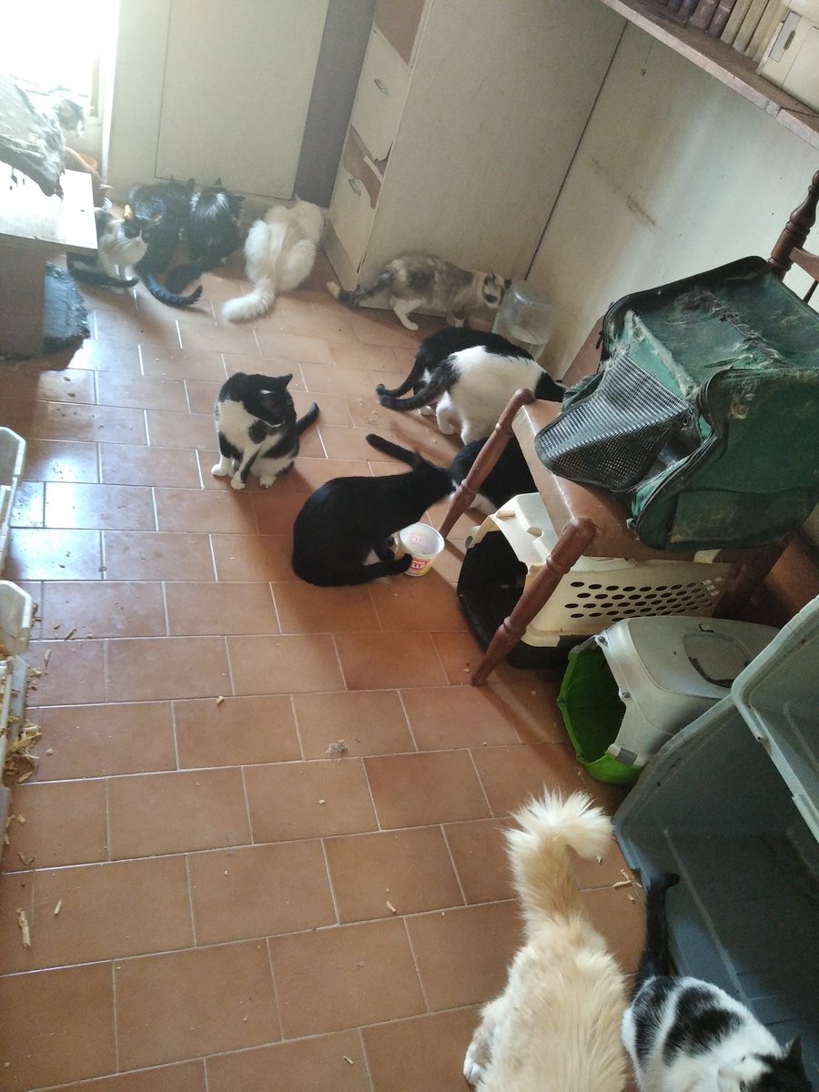 infinitoanimal's tweet photo. Angeles nos ayudan por favor 🙏 ya se nos termino el alimento estamos de emergencia por favor lo que puedan ayudar 🐈🐾🐕Paypal animalinfinito@gmail.com Banesco pago móvil 04242739721-11682324 RT X favor 🙏 difundir @PerroUsuario https://t.co/pelsUcFsZQ