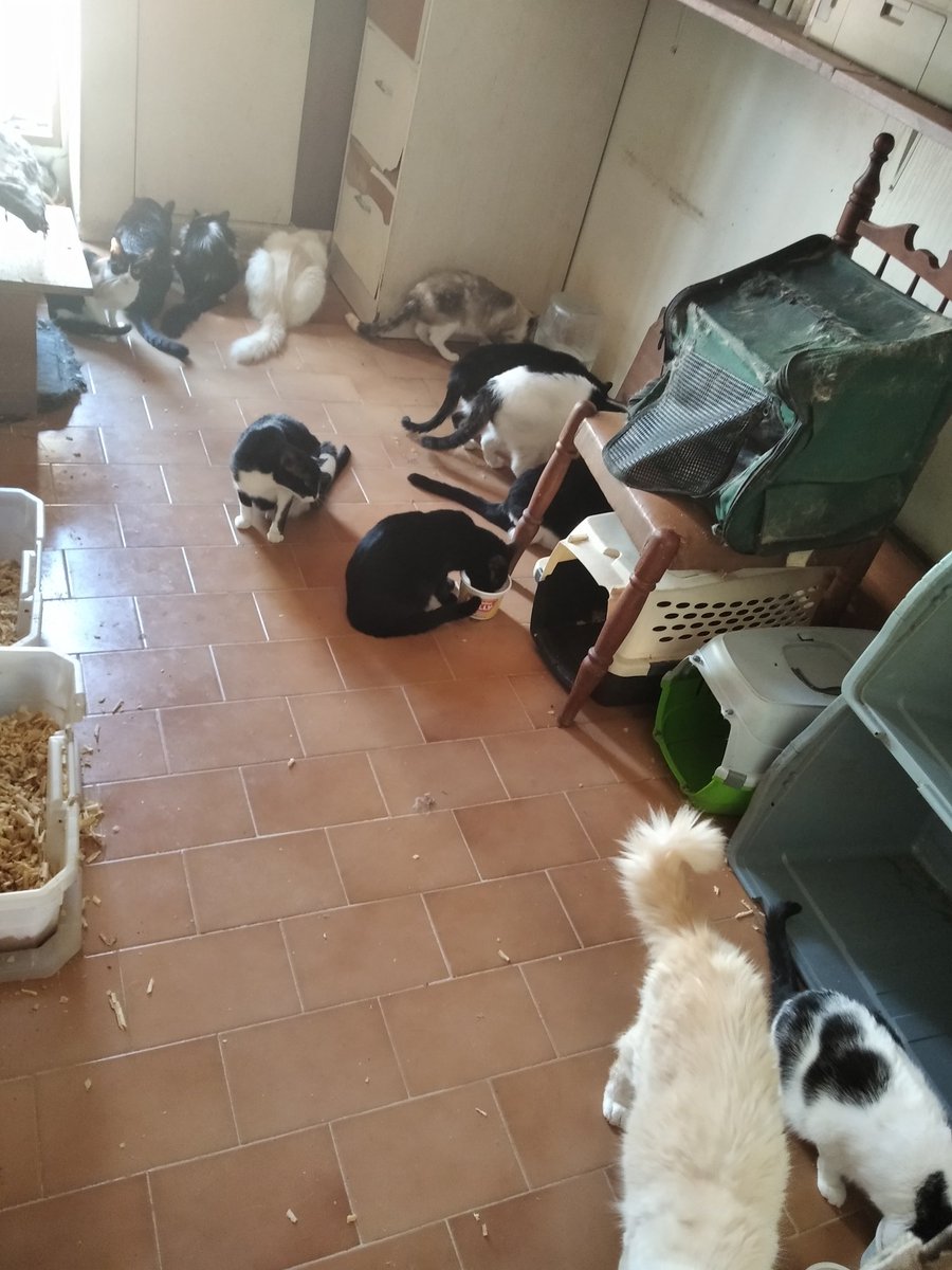 infinitoanimal's tweet photo. Angeles nos ayudan por favor 🙏 ya se nos termino el alimento estamos de emergencia por favor lo que puedan ayudar 🐈🐾🐕Paypal animalinfinito@gmail.com Banesco pago móvil 04242739721-11682324 RT X favor 🙏 difundir @PerroUsuario https://t.co/pelsUcFsZQ