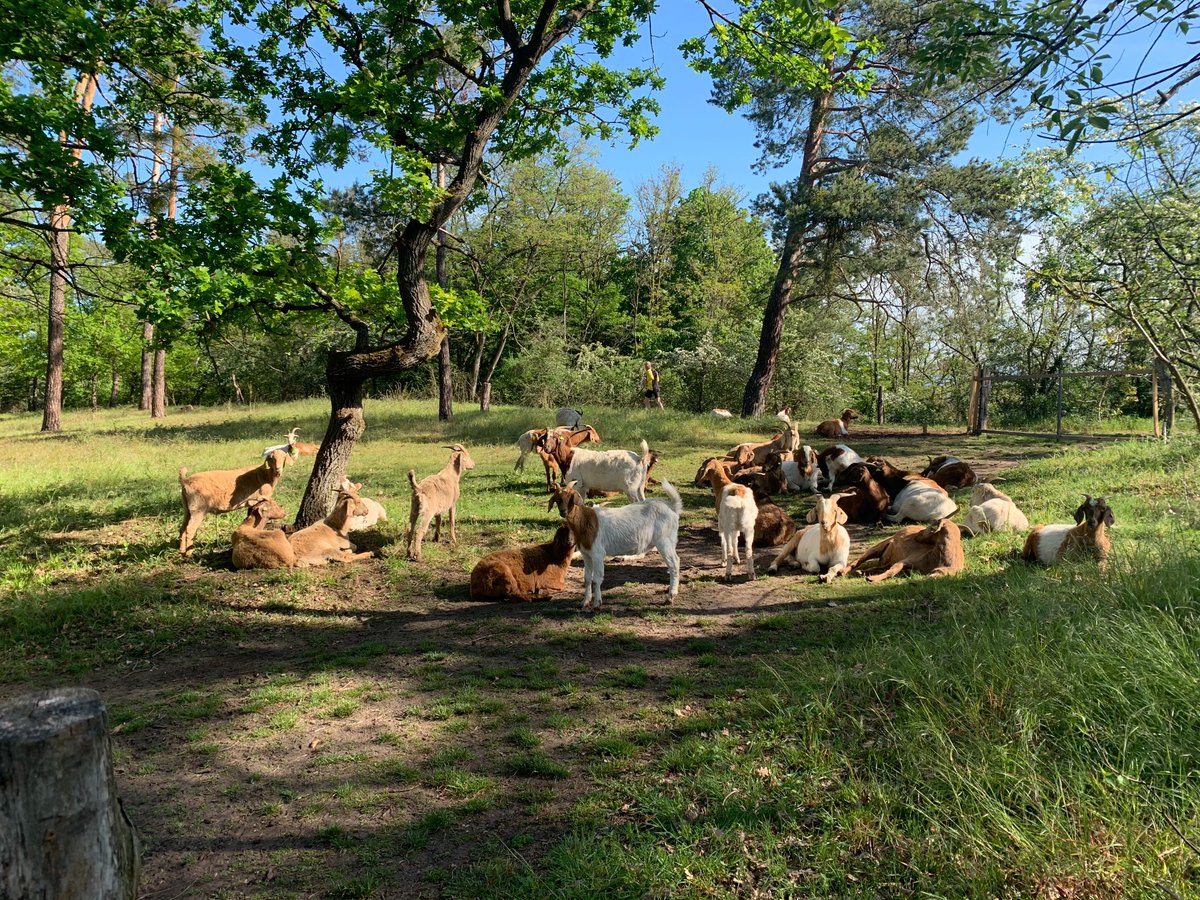 HardtwaldW's tweet photo. Die mächtigste und mit 21m zugleich höchste Binnendüne ganz BaWüs ist der Feldherrenhügel, eine der Oftersheimer Dünen. https://t.co/CiCAsxDHVp
