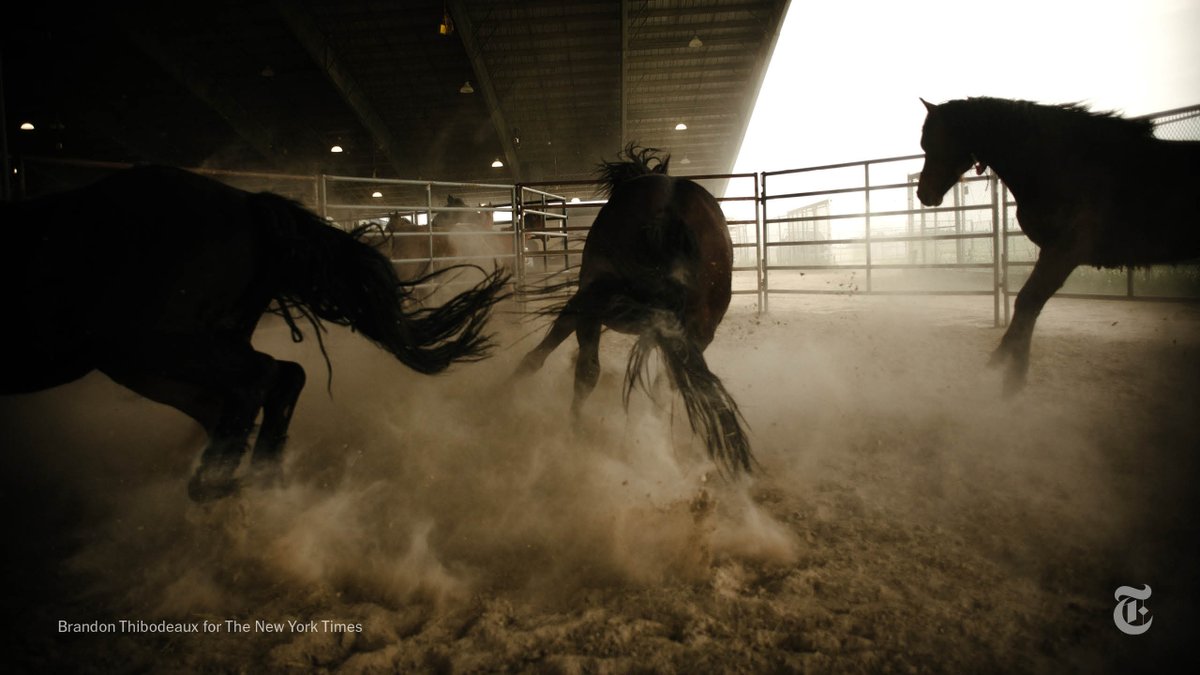 RT @nytimes: Read more about the fate of wild horses in the U.S.: https://t.co/5DnySb8n3s https://t.co/YxcvAEKl78