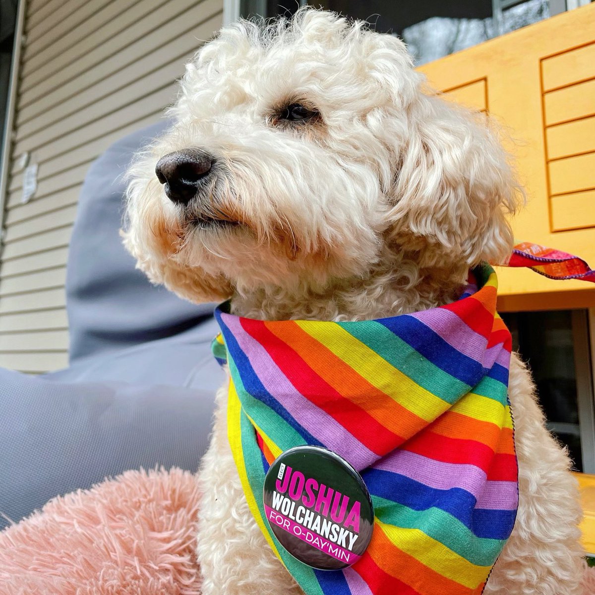 Joshua4Yeg's tweet photo. Let’s fight for better rights for service dogs, more dog parks, and better access for dogs in apartments and shelters. 

Let’s fight for the heart of our city - together! 

#yegcc #yegdogs #yegvote #politicaldogs https://t.co/IpOBc98sf4