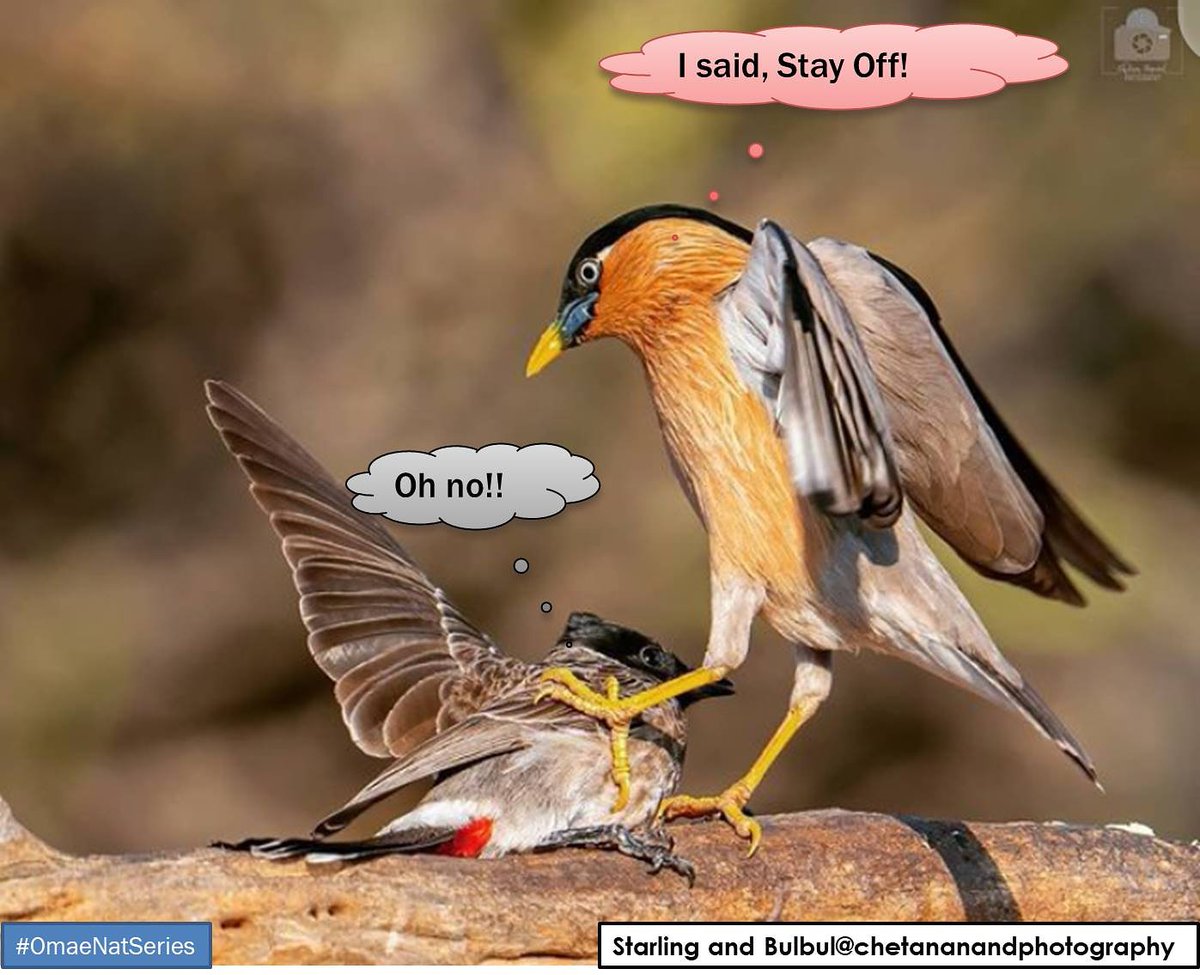 culatea1022's tweet photo. #Omaenatseries
We should learn to stay in our lanes and know when we are not wanted...
#ifnaturespeakswords #OmaeNatseries #birds #bulbul #starling #naturespeaks #nature #naturephotography #naturecomics #naturecommunications #anaturelover #naturephoto #oma https://t.co/giyaOu2BRu