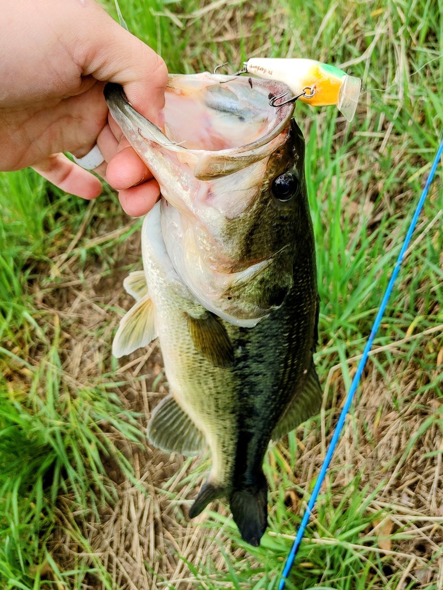 RobBuster303's tweet photo. Got out for about three and a half hours today, caught one bass and two trout. #DXLures #Squarebill #Sherbert https://t.co/s9zCeiMCu5