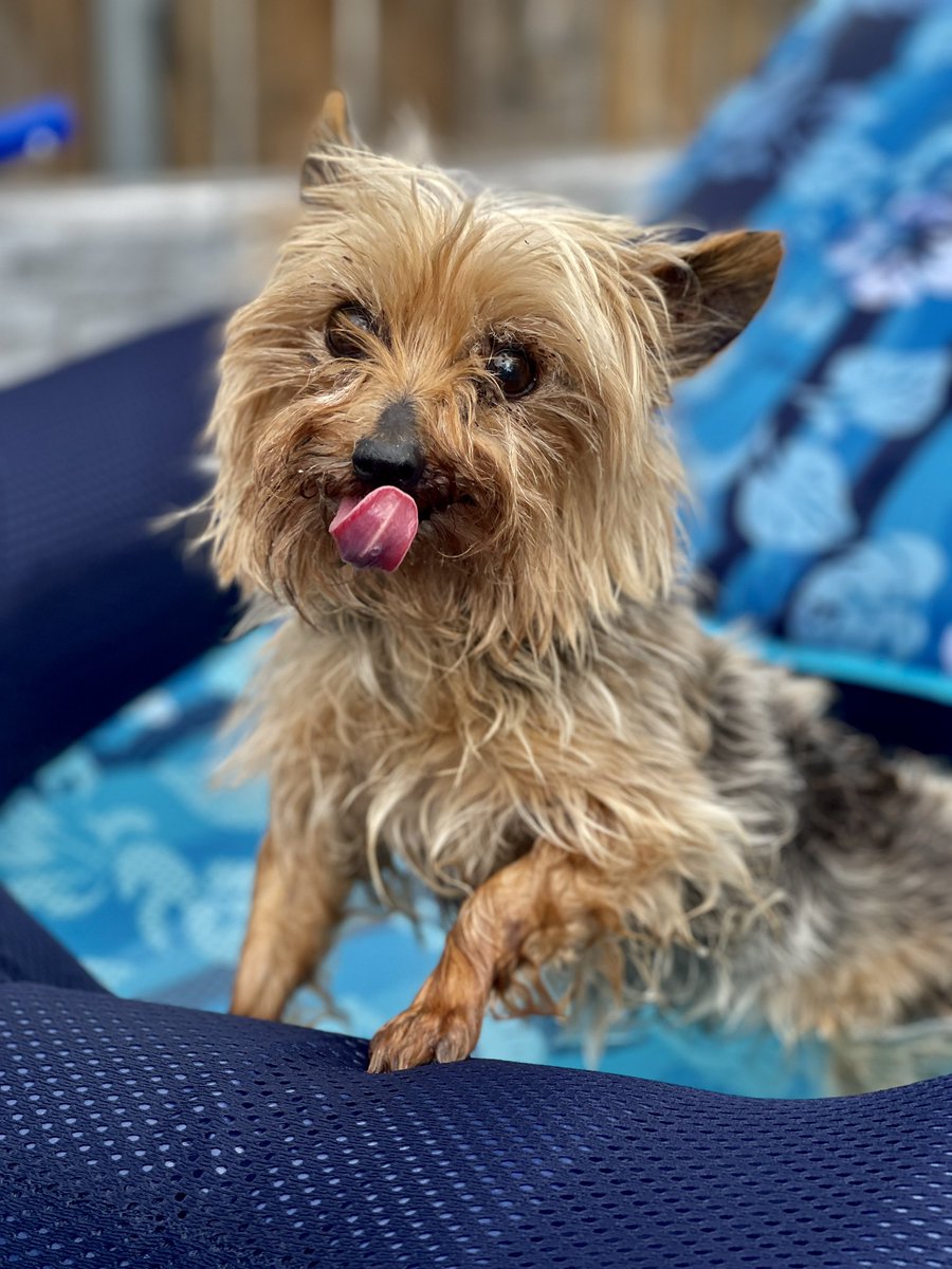 MatthewBooe's tweet image. Swim days with Roxi! ❤️🏊🏻‍♂️
#swimmingpool #yorkie #dogsoftwitter #dog #swimming