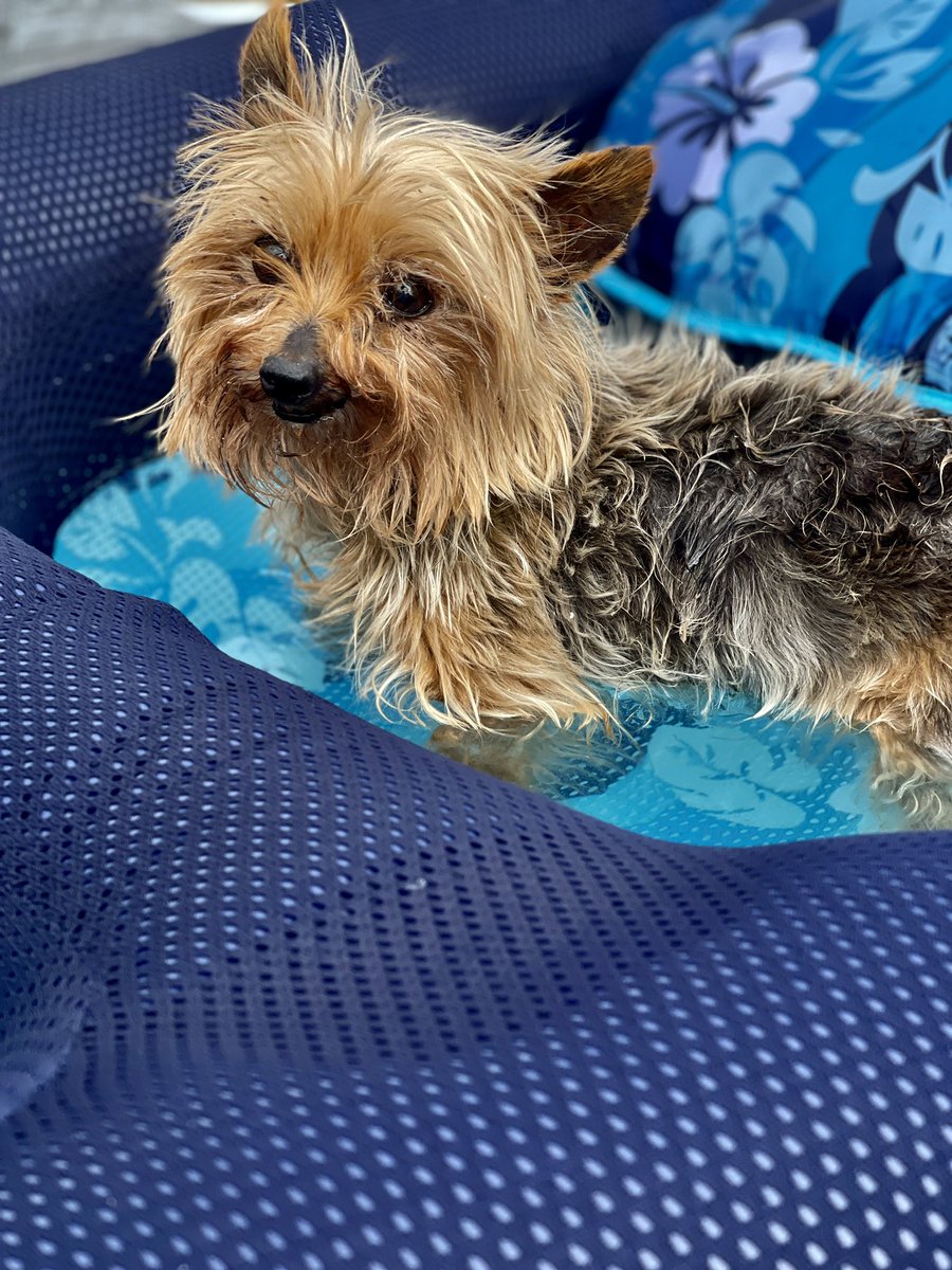 MatthewBooe's tweet image. Swim days with Roxi! ❤️🏊🏻‍♂️
#swimmingpool #yorkie #dogsoftwitter #dog #swimming