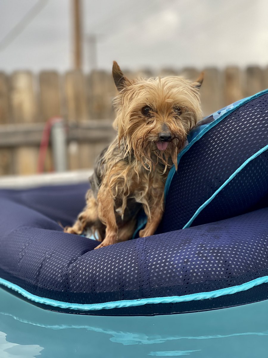 MatthewBooe's tweet image. Swim days with Roxi! ❤️🏊🏻‍♂️
#swimmingpool #yorkie #dogsoftwitter #dog #swimming