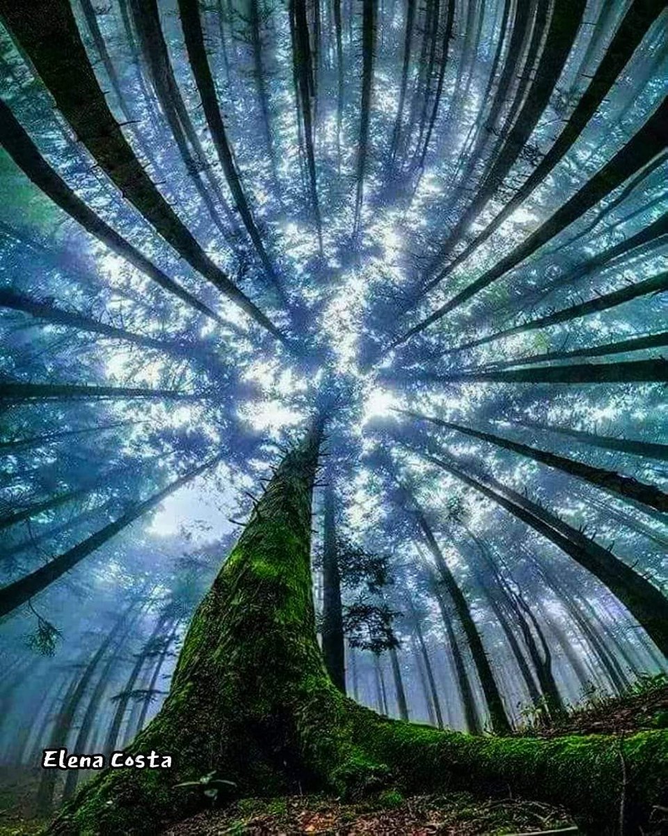 OneworldAss's tweet photo. ✨🌀TEᗰᑭO ᖇIᖴᒪEᔕᔕO🌀✨
 di Elena Costa 
#naturephotography #likesforlike #followforfollowback  #fortheplanet #nature #saveplanetearth #naturelovers #all_shots #art #capture #color #tecnicafotografica #composition #exposure #focus #moment #photo #photography #photooftheday https://t.co/UZYjwtB8Vx