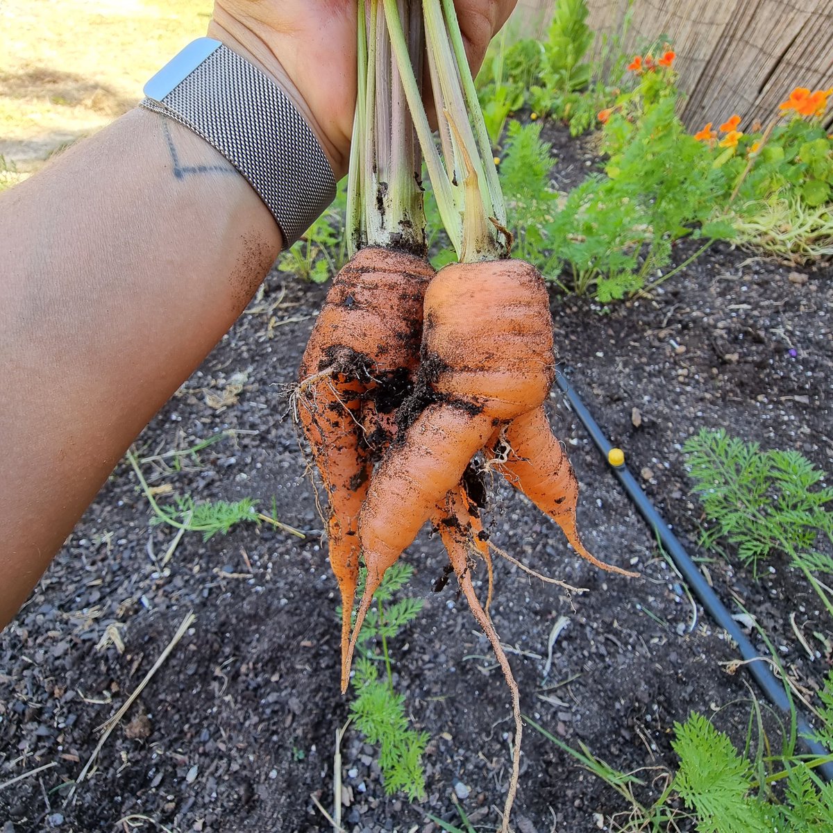 Veritaserum21's tweet photo. Imperfectly beautiful carrots 🥕 🧡 https://t.co/Uv6j74h5R1