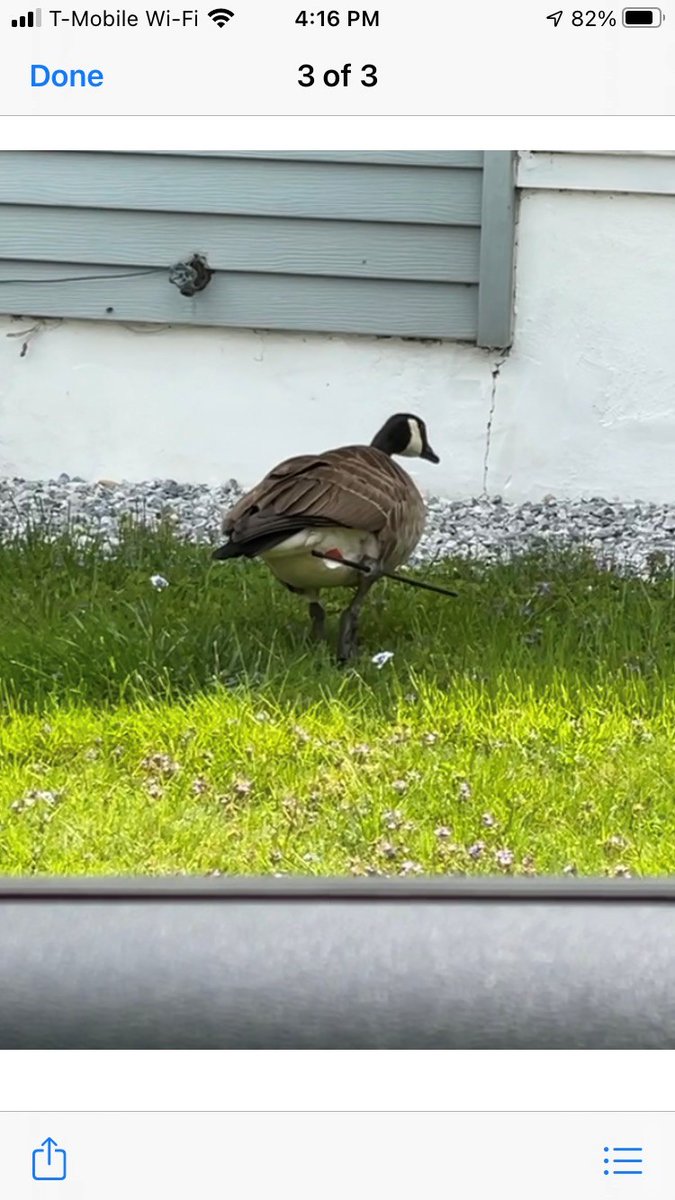 We have had numerous calls about this goose in the Garden Lake section of town.  We are well aware of it, unfortunately it is still healthy enough to fly away before it can be caught.  There is no need to make further reports about this goose.  Thank you.