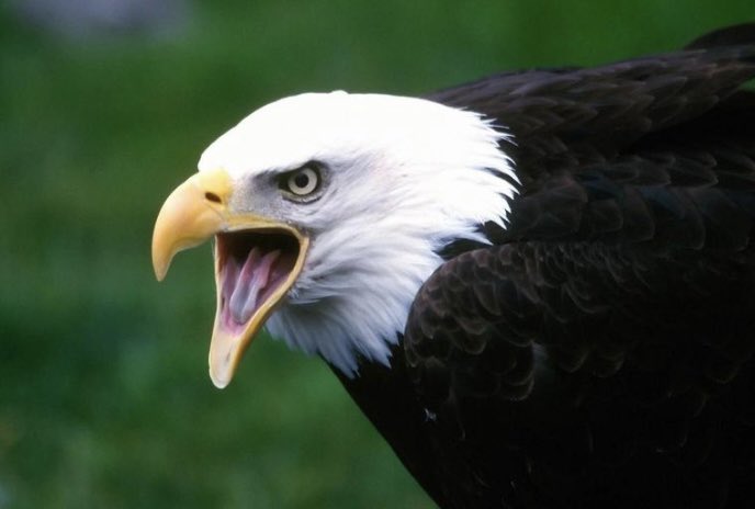 İnatçıdır, dirençlidir,
zoru sever, asla yılmaz, teslim olmaz.
#SampiyonBesiktas