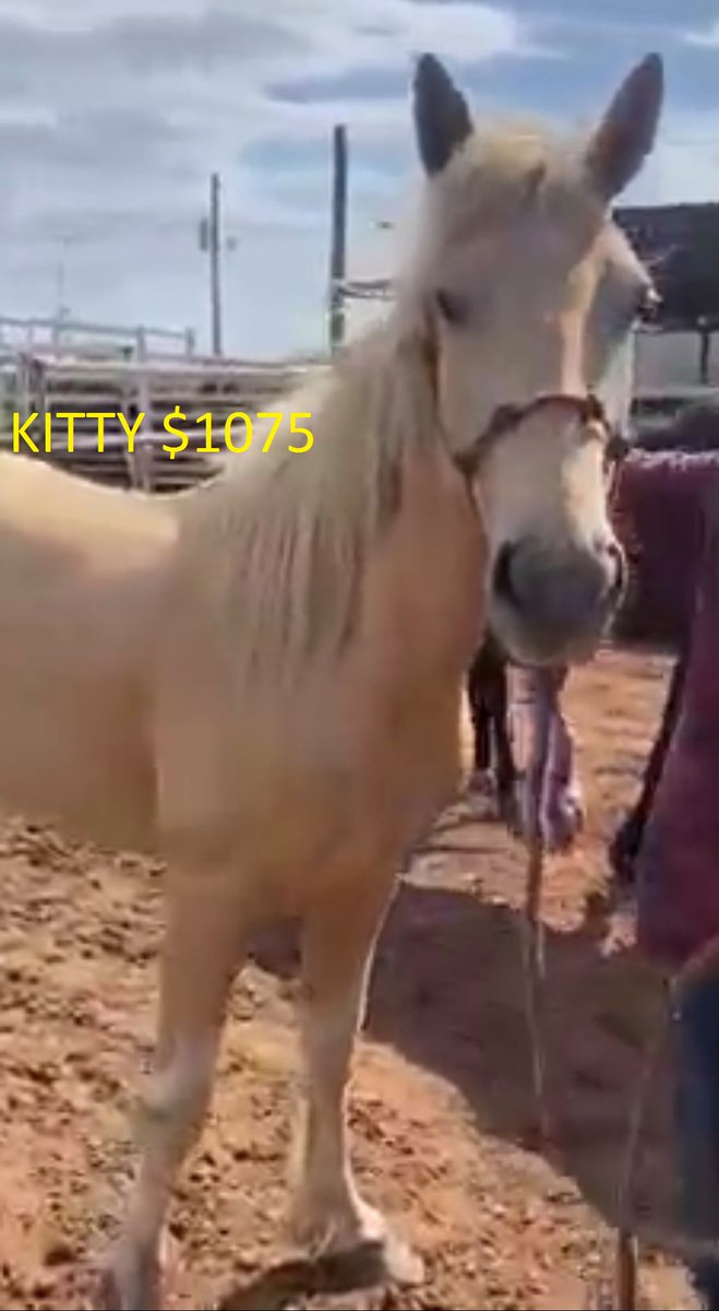 moodysally1's tweet photo. So Depressed😢Disappointed! There're 8 once Running Free #wildhorses shipping to slaughter 5-17 we've a home 4 Maverick need $530  7 more need SAVED BY MONDAY more ship soon Please see pictures⬇️Can you help #share #RT #Donate   https://t.co/NrmYYbN3W4 https://t.co/iQlXClgf5f https://t.co/G4v15YETb8